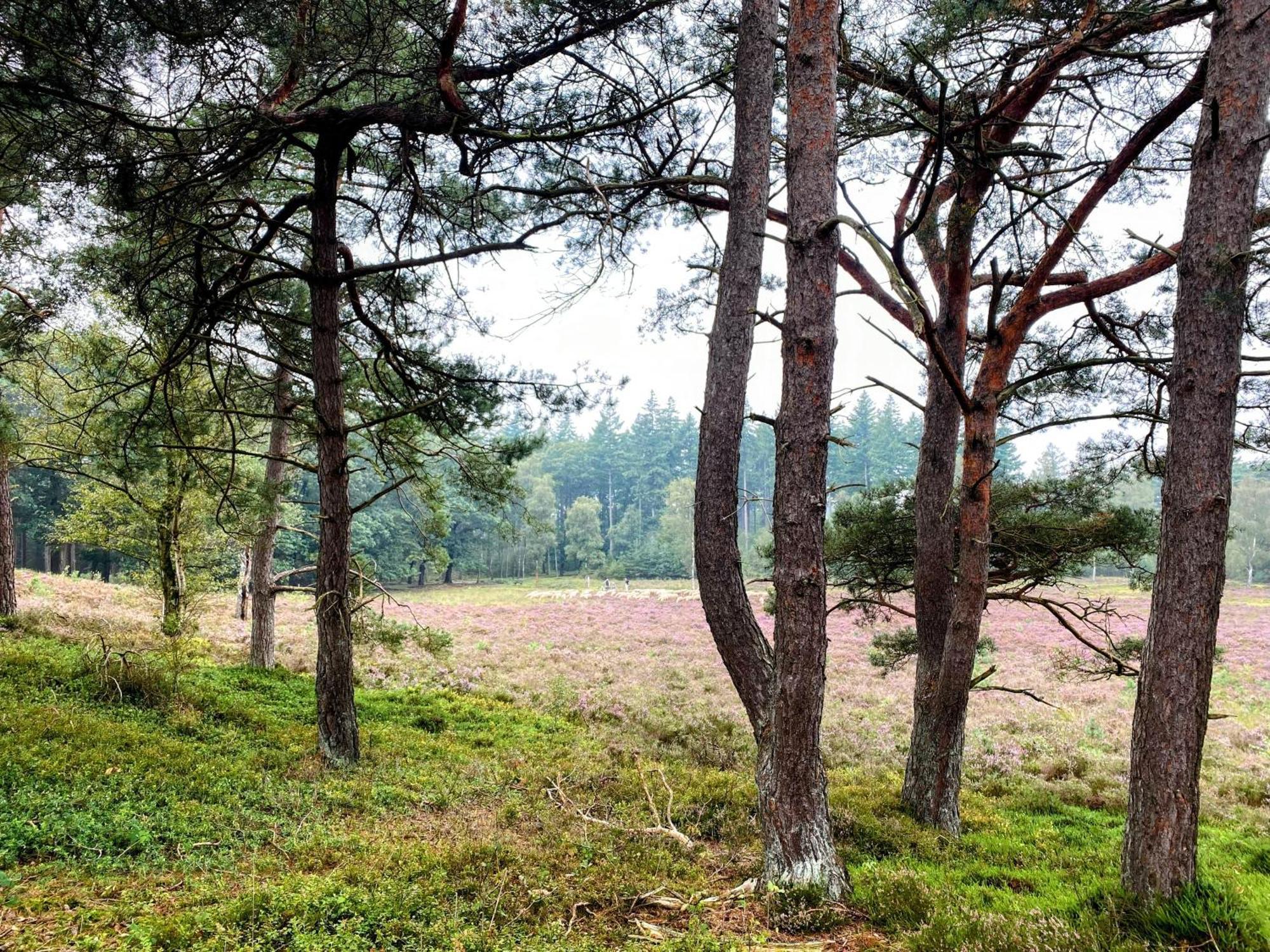 Huisje Aan De Bosrand - Veluwe Epe Εξωτερικό φωτογραφία